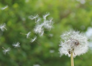 Løvetann, Taraxacum officinale