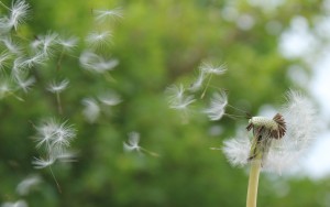 Løvetann, Taraxacum officinale, andre norske navn er koppeloppe, kappilaup, skabb, fandens melkebøtte